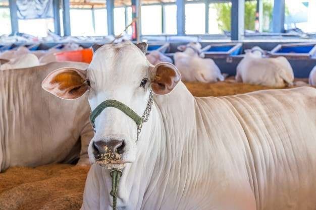 vacinação para gado