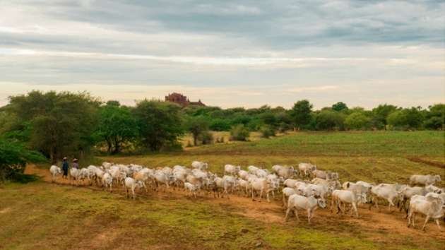 Entenda tudo sobre o gado Nelore