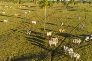 febre aftosa - Concrenorte Pré-Moldados